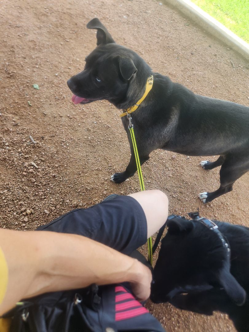 LITTLE GIRL, a Adoptable mixed breed in TULSA, OK image 2/5