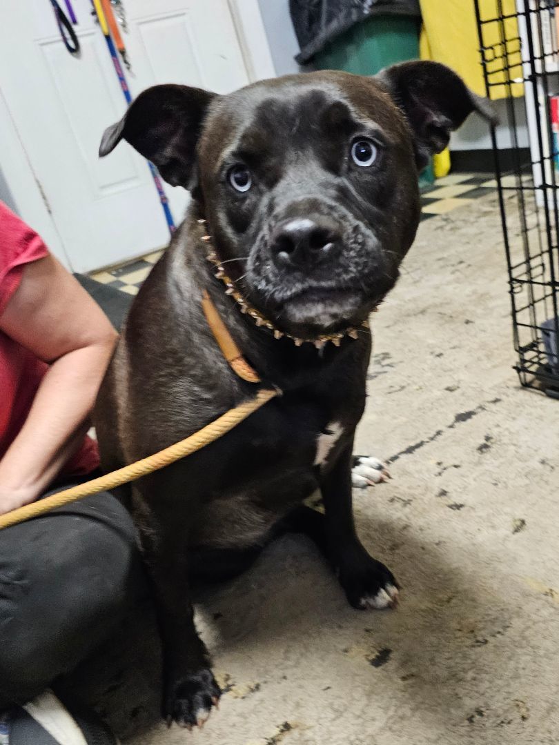 LITTLE GIRL, a Adoptable mixed breed in TULSA, OK image 3/5