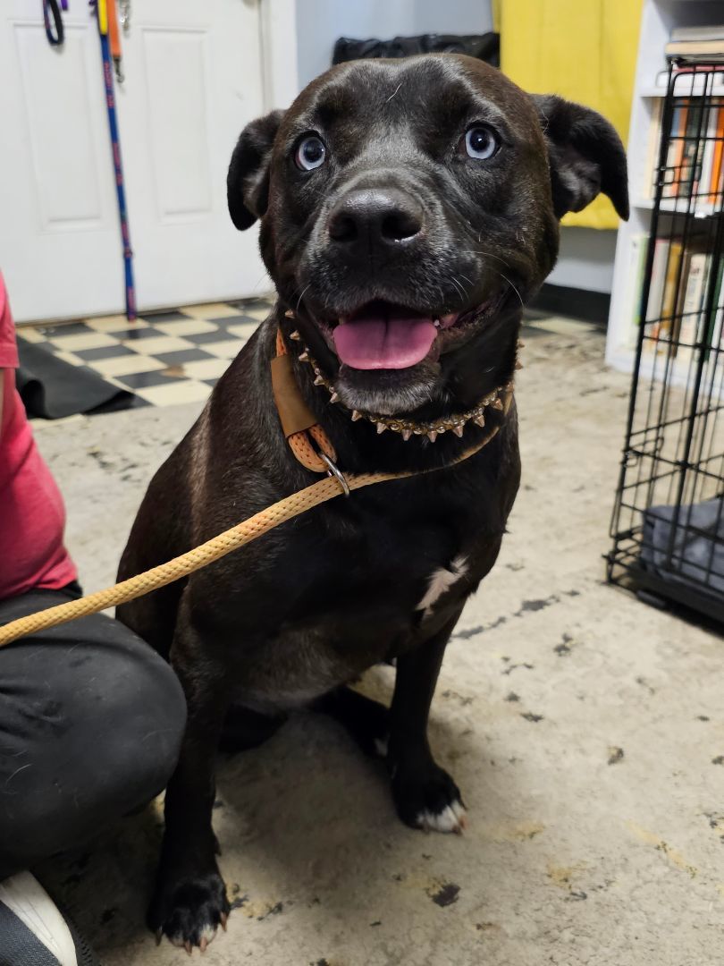 LITTLE GIRL, a Adoptable mixed breed in TULSA, OK image 4/5