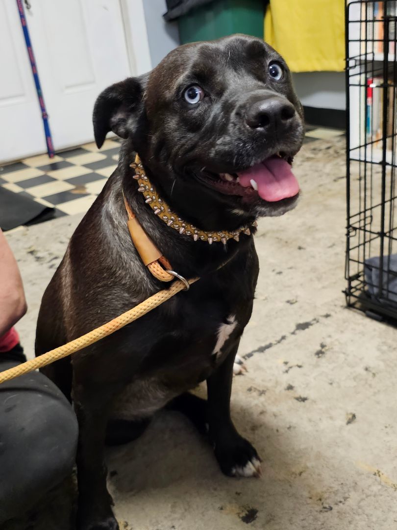 LITTLE GIRL, a Adoptable mixed breed in TULSA, OK image 5/5