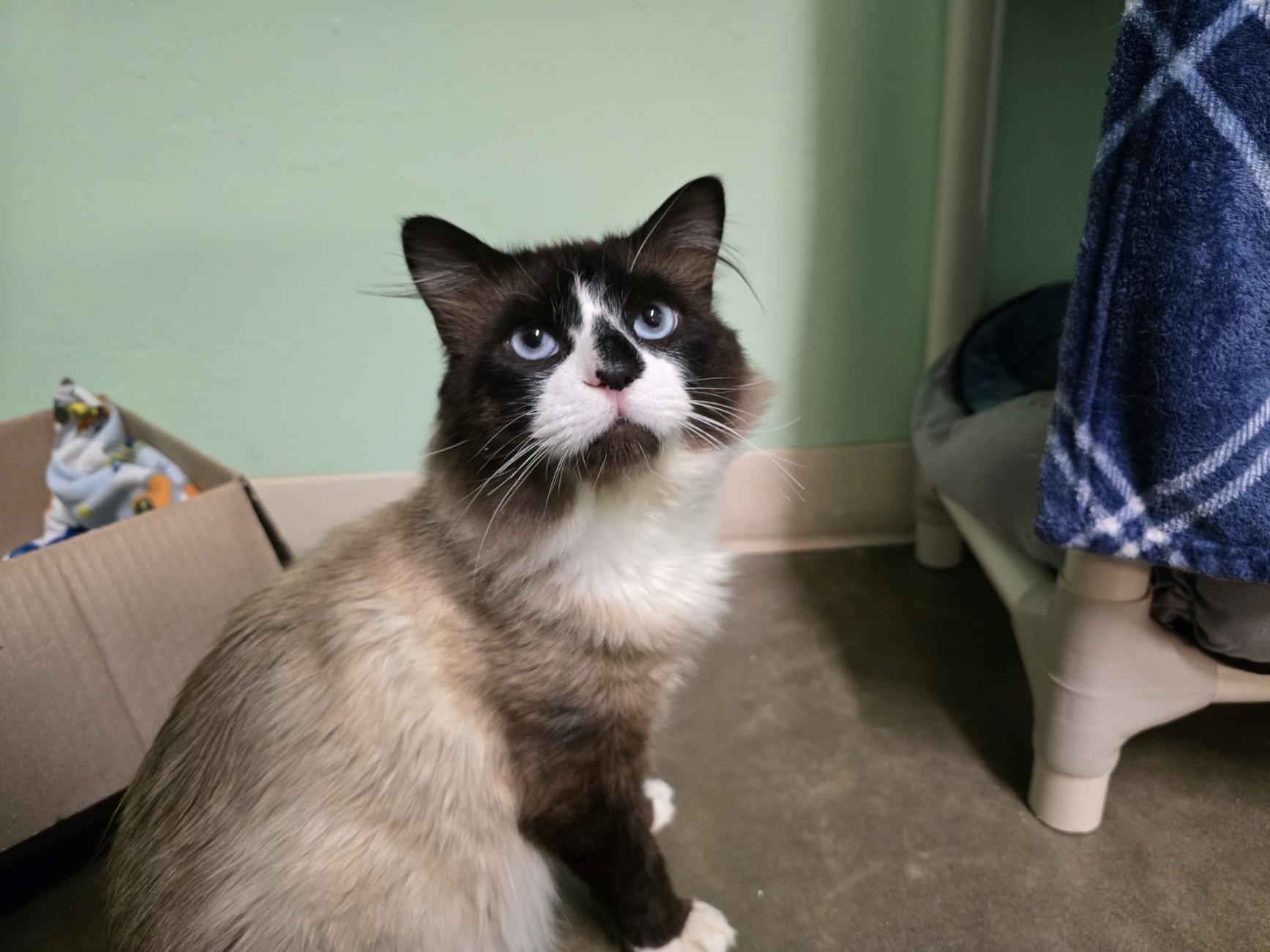 Despereaux, an adoptable Snowshoe in Juneau, AK, 99801 | Photo Image 1