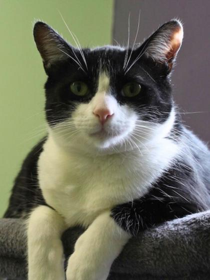 Ace, a Adoptable Domestic Short Hair in Erin, ON image 1/2