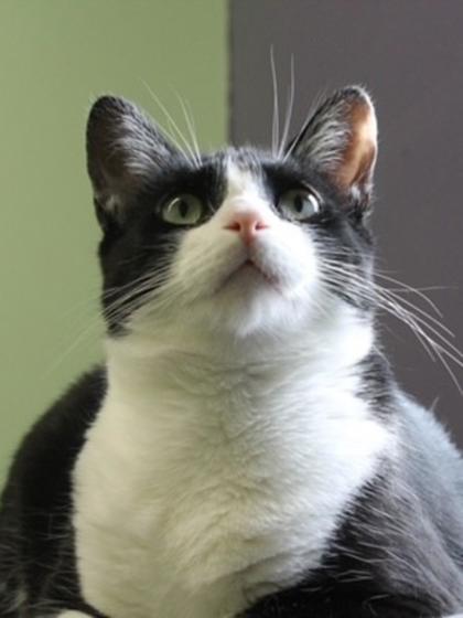 Ace, a Adoptable Domestic Short Hair in Erin, ON image 2/2