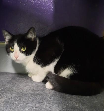 Ace, Adoptable, Young Male Domestic Short Hair & Domestic Short Hair.