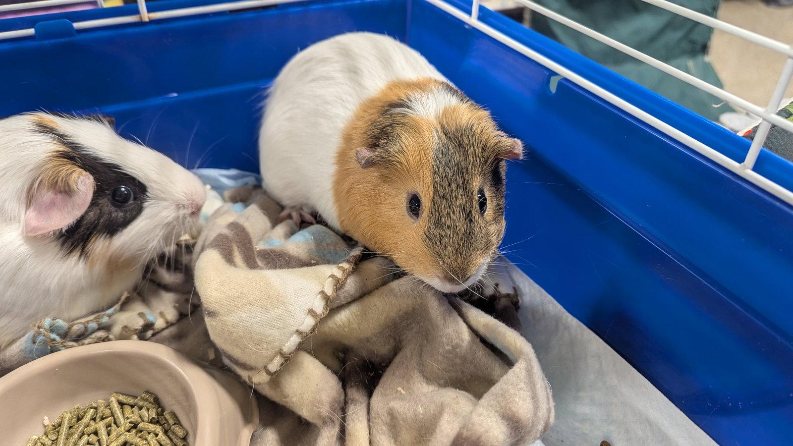 Enlarge Speedy and Fluffy, a Adoptable Guinea Pig in hinckley, IL image 1/3
