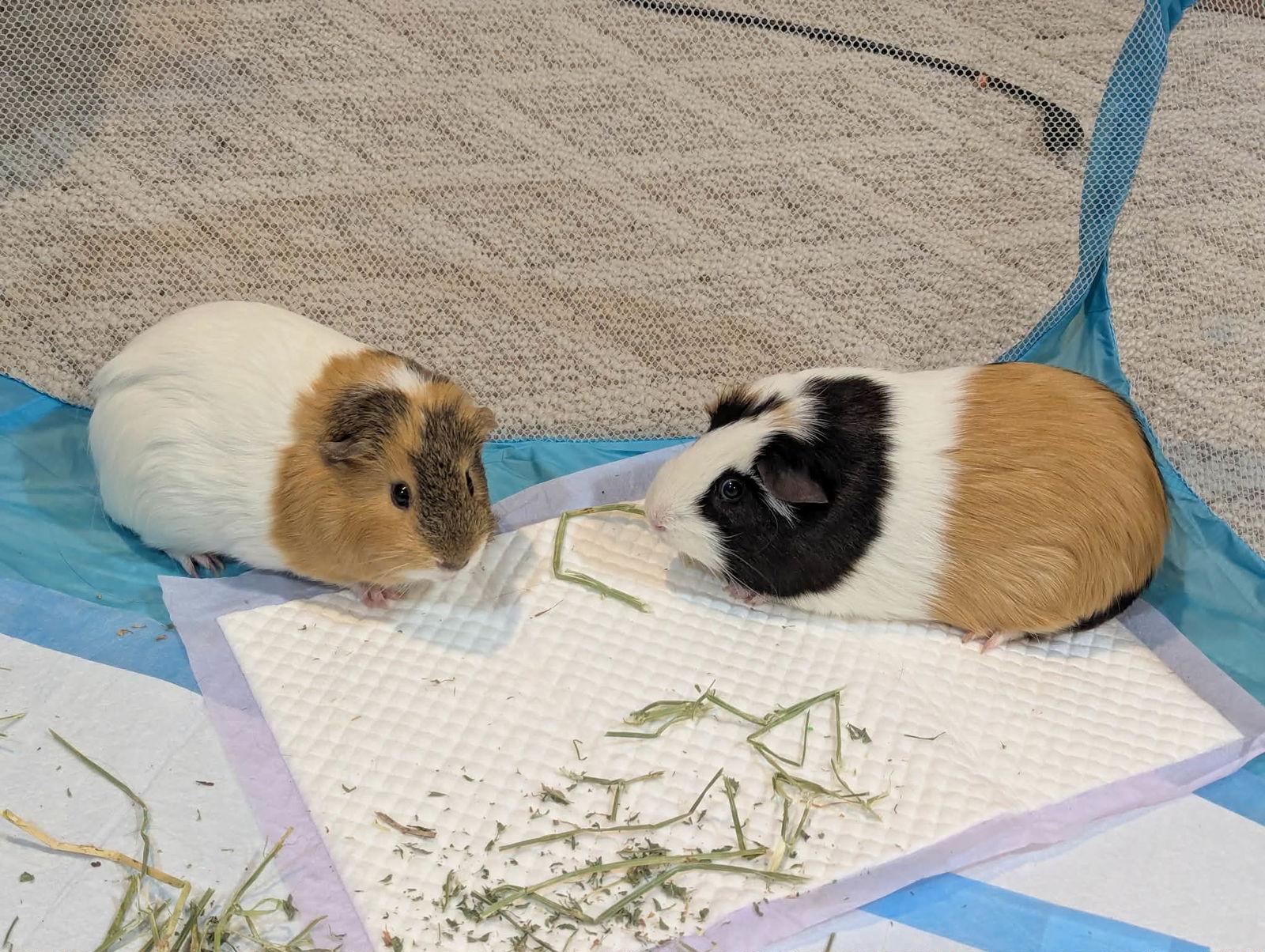 Speedy and Fluffy, Adoptable, Adult Male Guinea Pig.