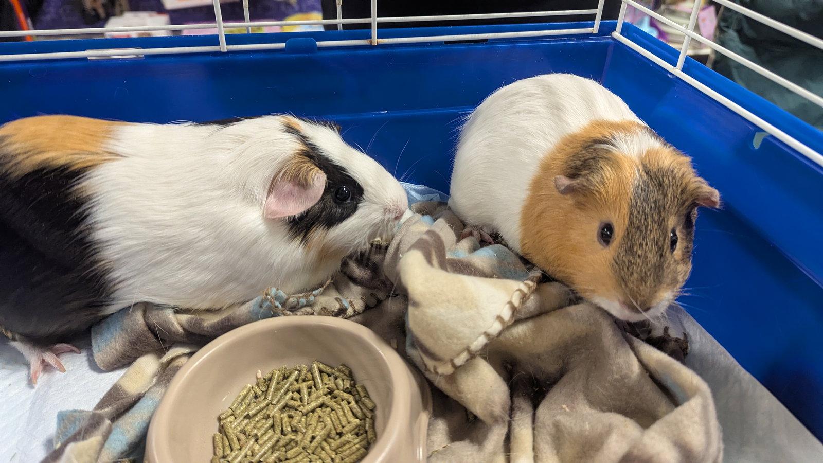 Enlarge Speedy and Fluffy, a Adoptable Guinea Pig in hinckley, IL image 2/3