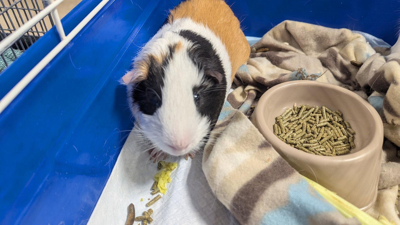Enlarge Speedy and Fluffy, a Adoptable Guinea Pig in hinckley, IL image 3/3