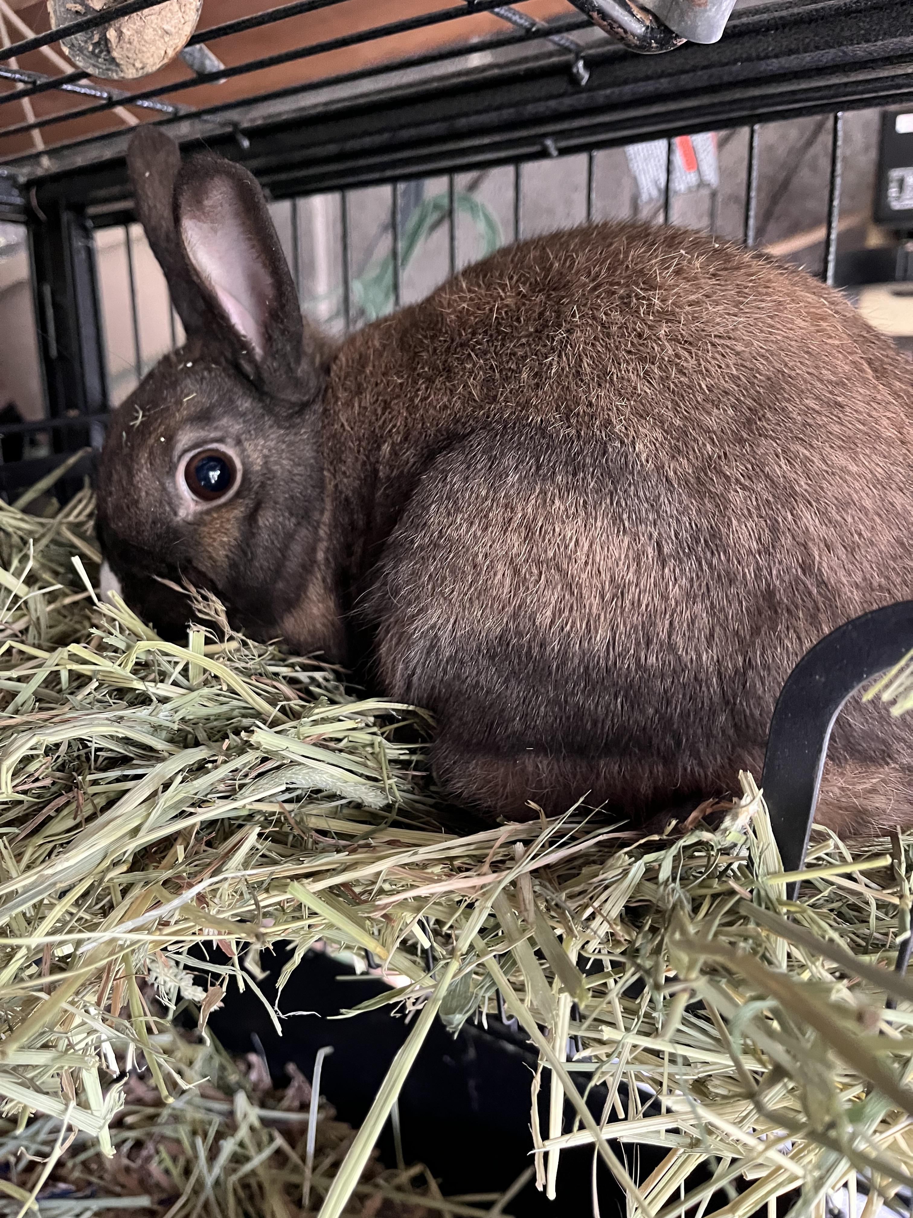 Rabbit