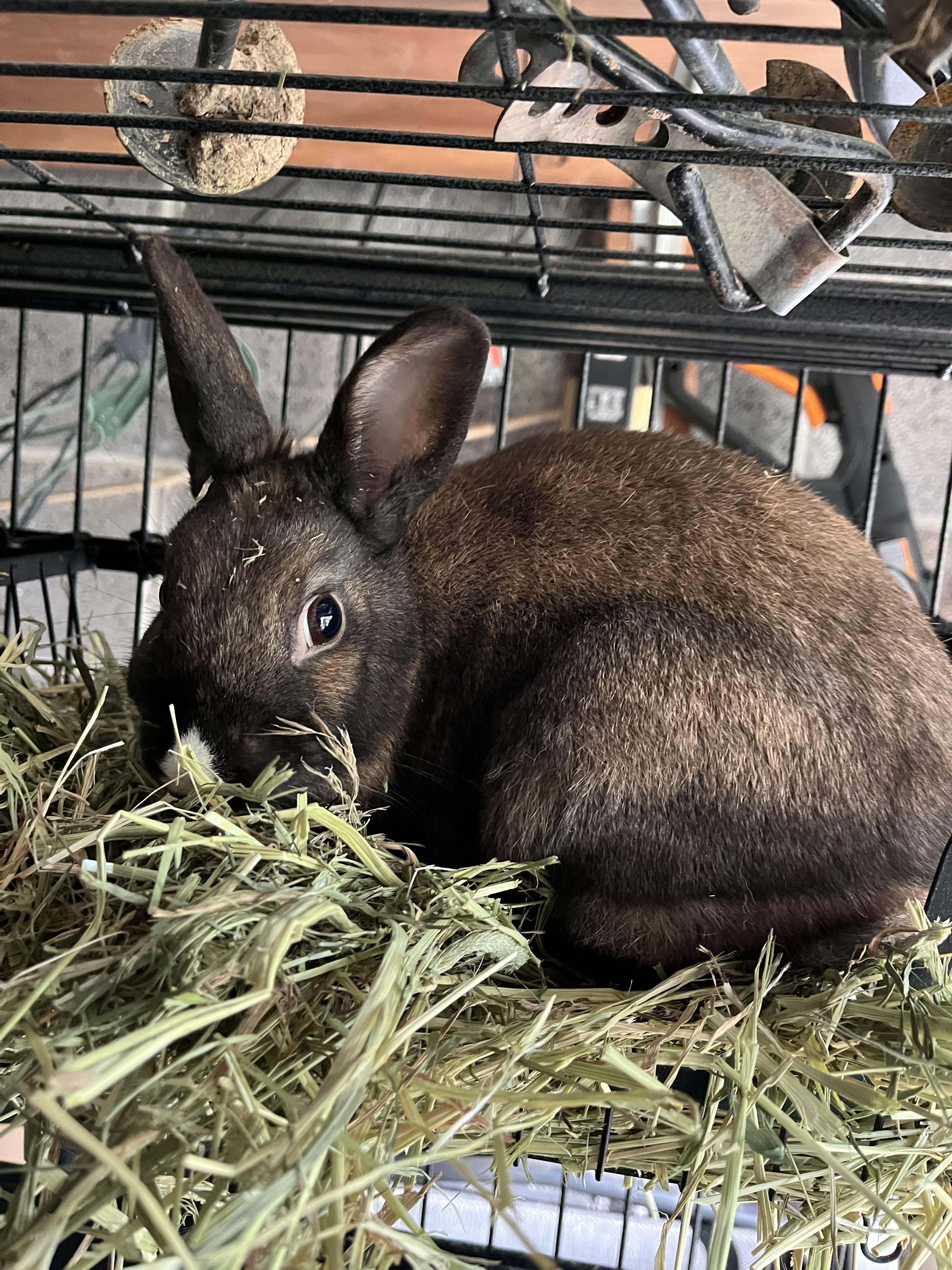Enlarge Minerva, a Adoptable Cinnamon in Birdsboro, PA image 2/2