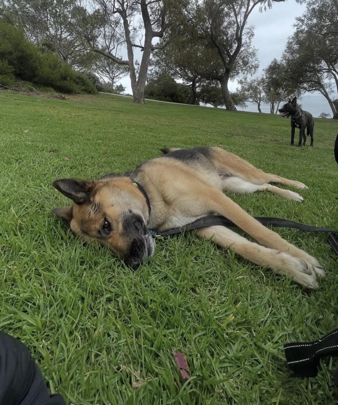 Lisa, a Adoptable German Shepherd Dog in Pasadena, CA image 5/6