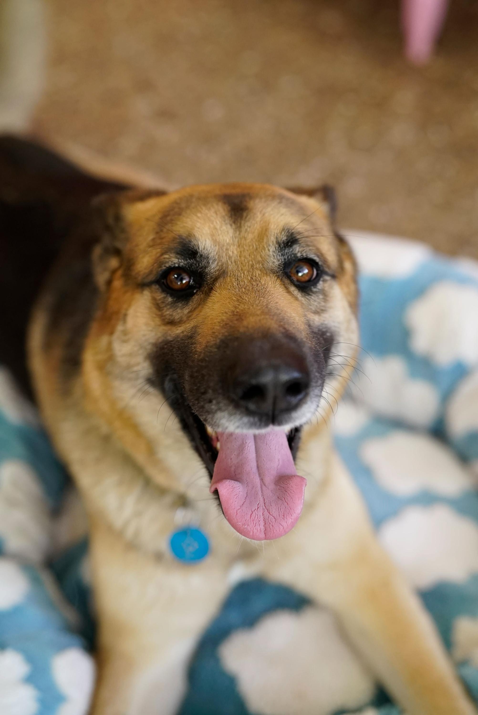 Lisa, a Adoptable German Shepherd Dog in Pasadena, CA image 6/6