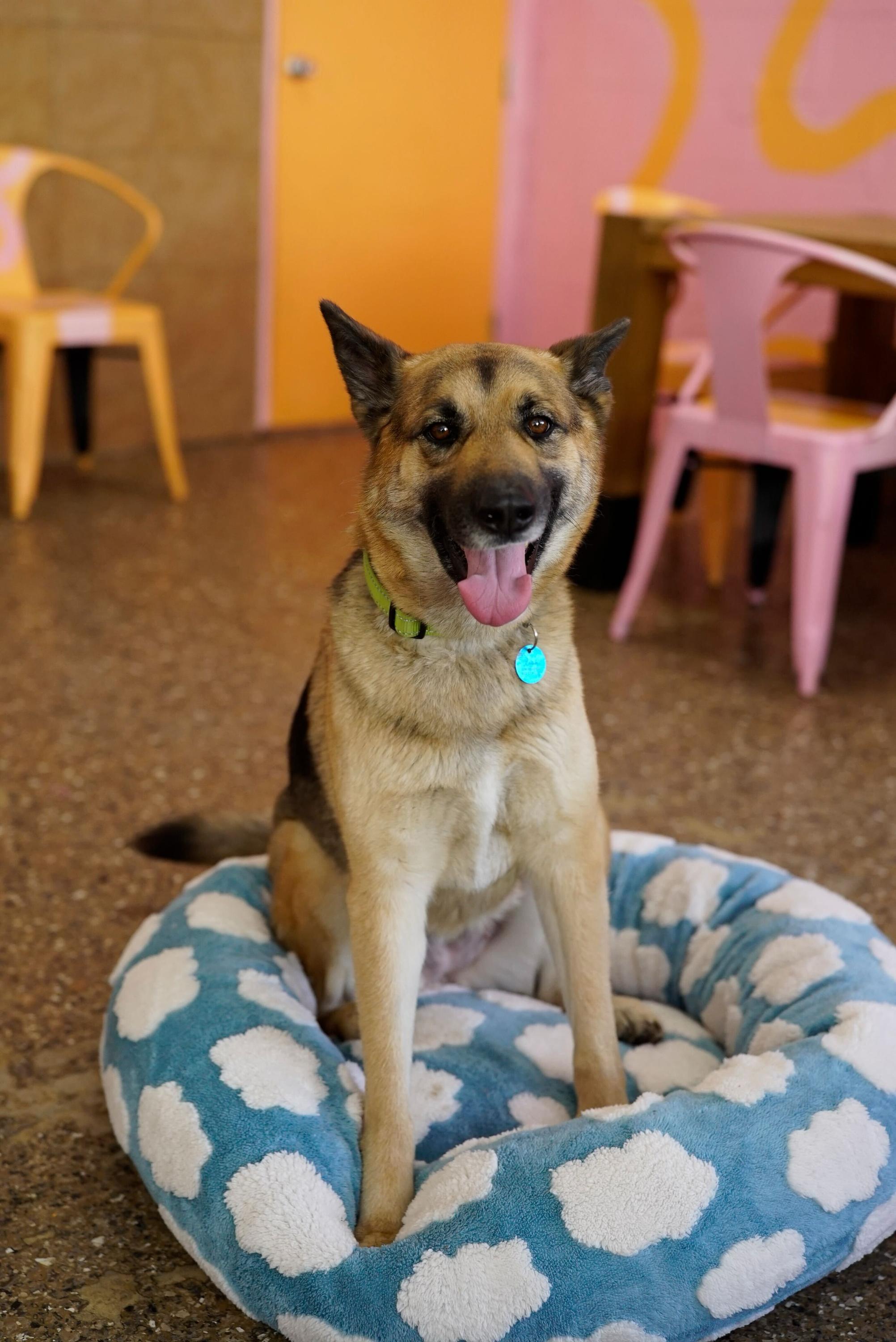 Lisa, a Adoptable German Shepherd Dog in Pasadena, CA image 4/6