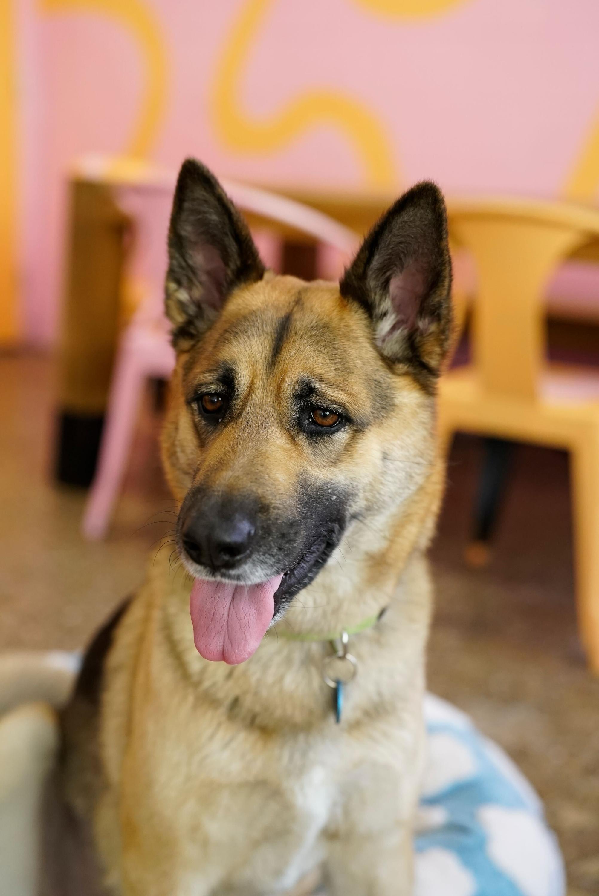 Lisa, a Adoptable German Shepherd Dog in Pasadena, CA image 3/6