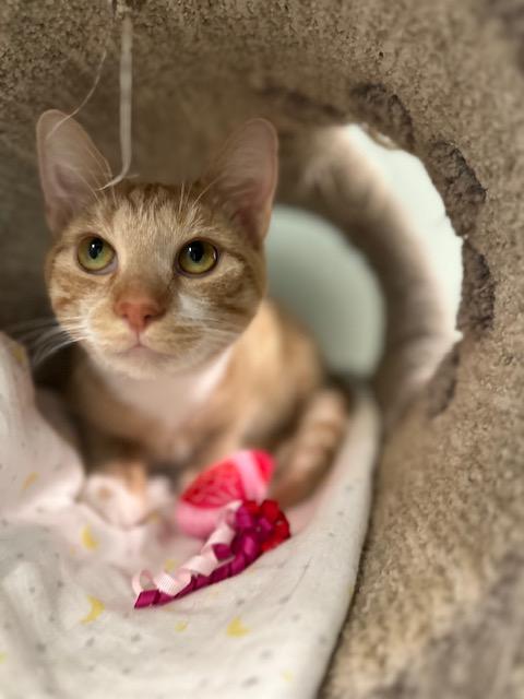 Loki, Adoptable, Adult Male Domestic Short Hair.