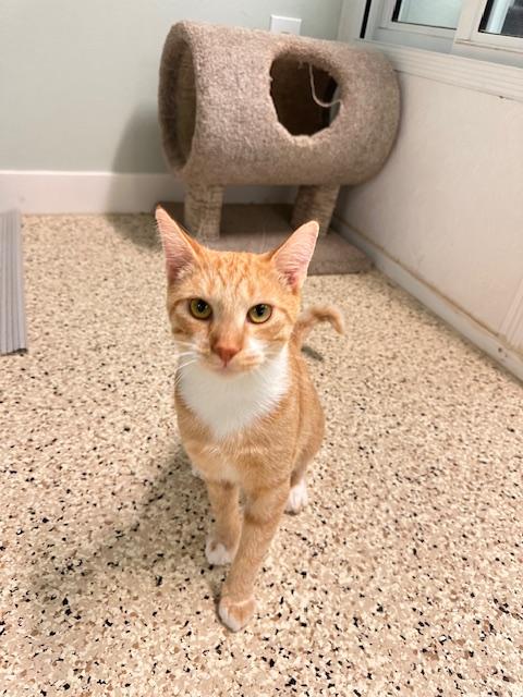 Enlarge Loki, a Adoptable Domestic Short Hair image 2/2