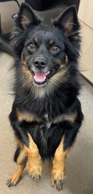 Teddy, Adopted, Adult Male Pomeranian & Mixed Breed.