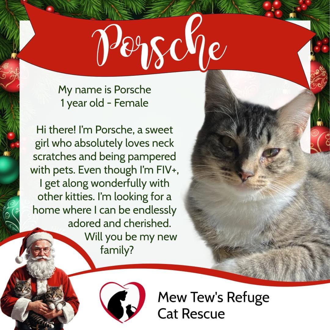 Porsche, a Adoptable mixed breed in Youngstown, FL image 6/6