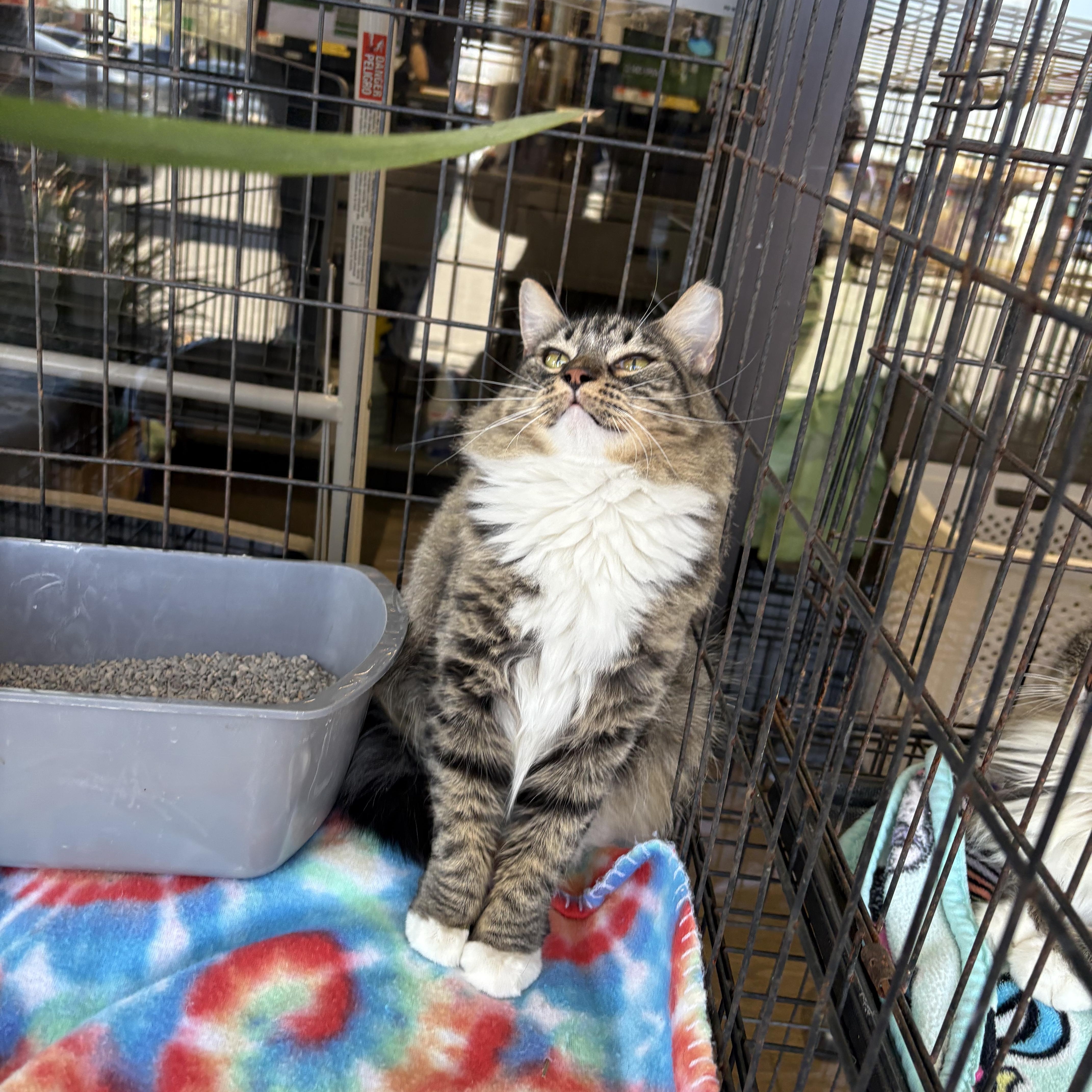 Porsche, Adoptable, Young Female Domestic Long Hair.