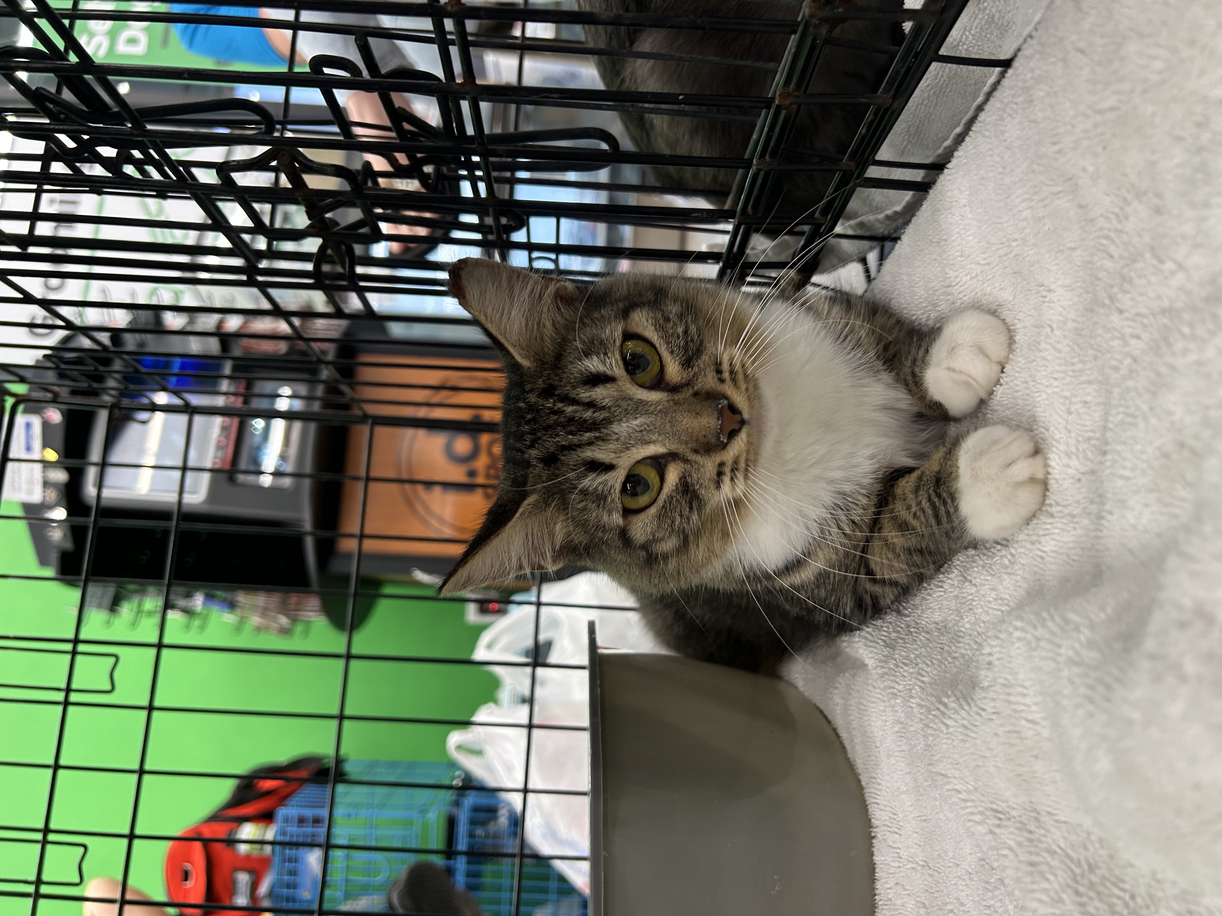 Porsche, a Adoptable mixed breed in Youngstown, FL image 5/6