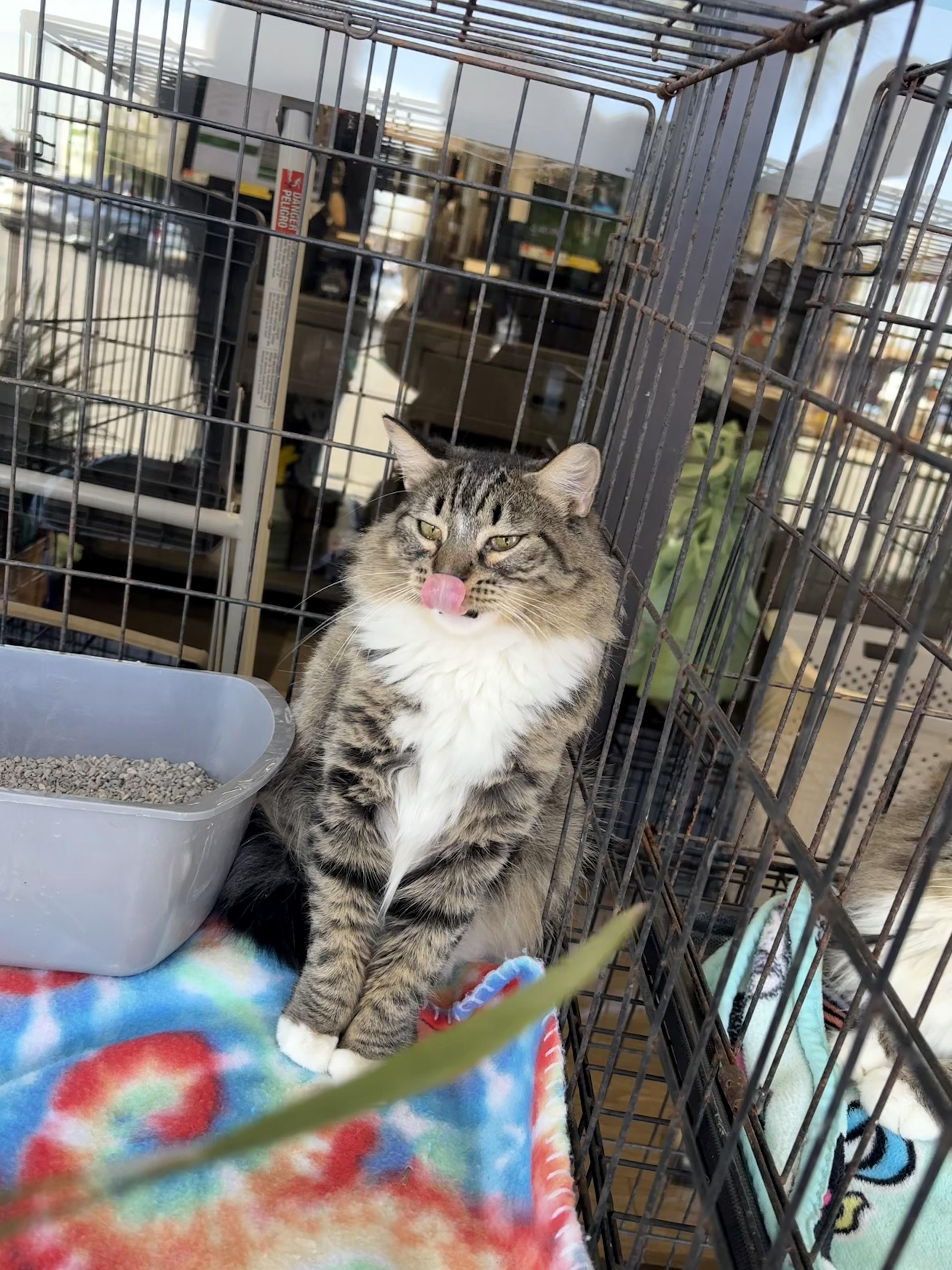 Porsche, a Adoptable mixed breed in Youngstown, FL image 2/6