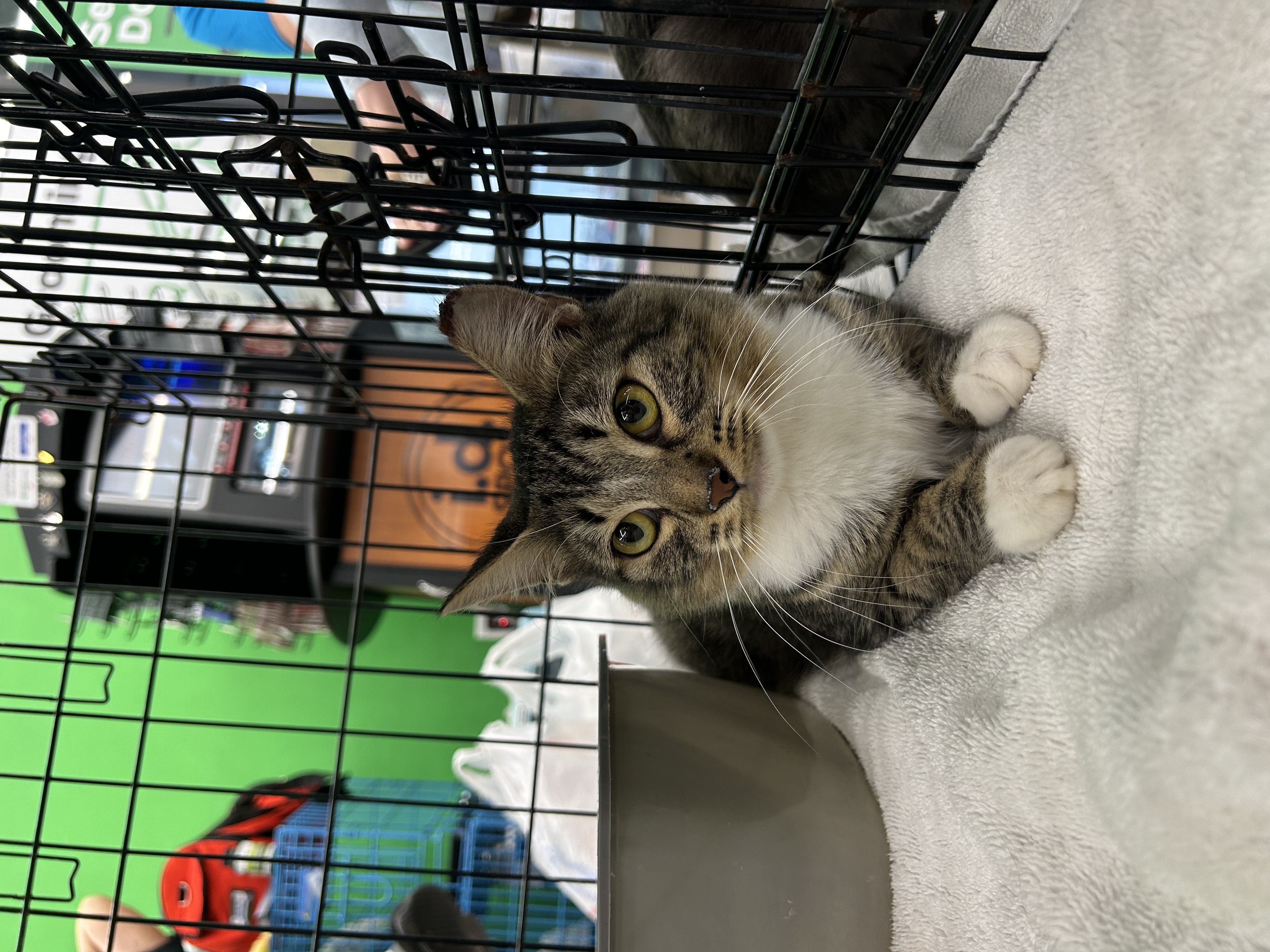 Porsche, a Adoptable mixed breed in Youngstown, FL image 4/6