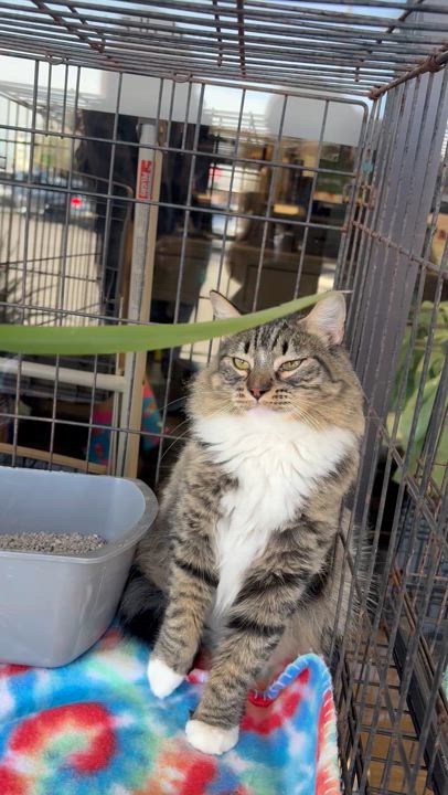 Enlarge Porsche, a Adoptable mixed breed in Youngstown, FL video 3/6