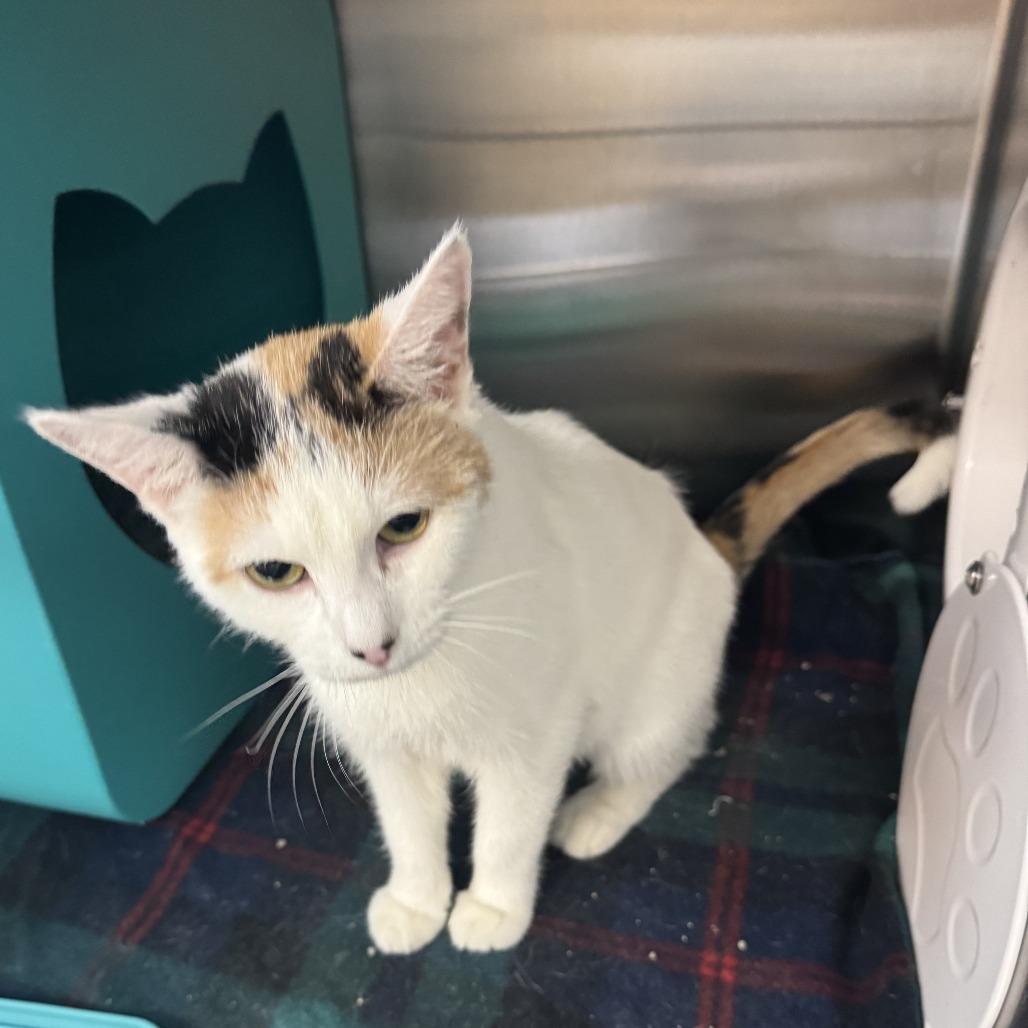 Enlarge Breezy, a Adoptable Domestic Short Hair in Baltimore, MD image 1/5