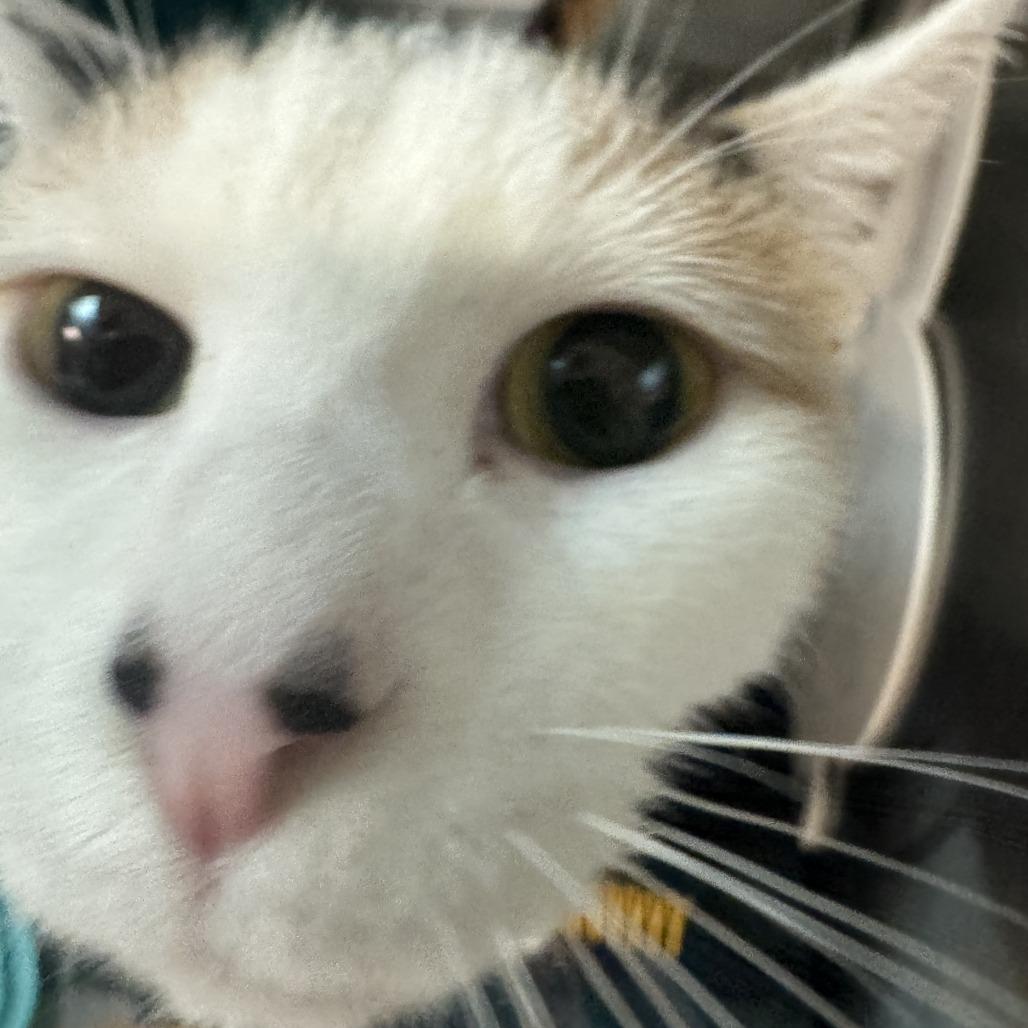 Enlarge Breezy, a Adoptable Domestic Short Hair in Baltimore, MD image 2/5