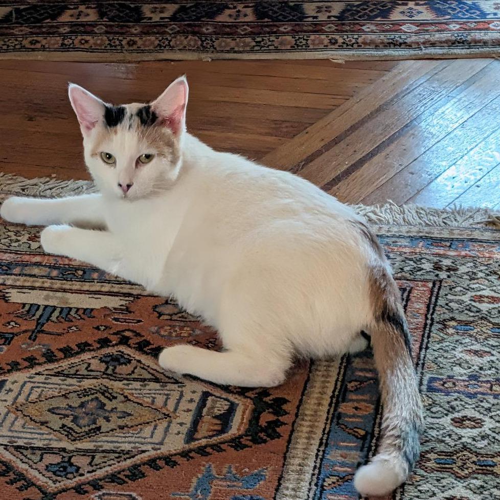 Enlarge Breezy, a Adoptable Domestic Short Hair in Baltimore, MD image 4/5