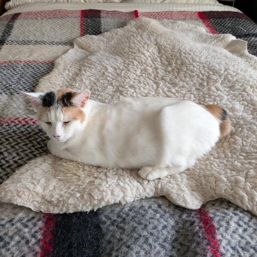 Enlarge Breezy, a Adoptable Domestic Short Hair in Baltimore, MD image 5/5