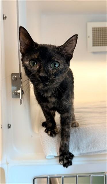SICILY, Adoptable, Young Female Domestic Short Hair.