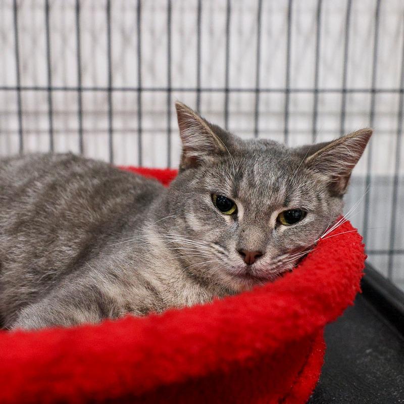 Enlarge Raspy, a Adoptable Domestic Short Hair in Bradenton, FL image 1/2