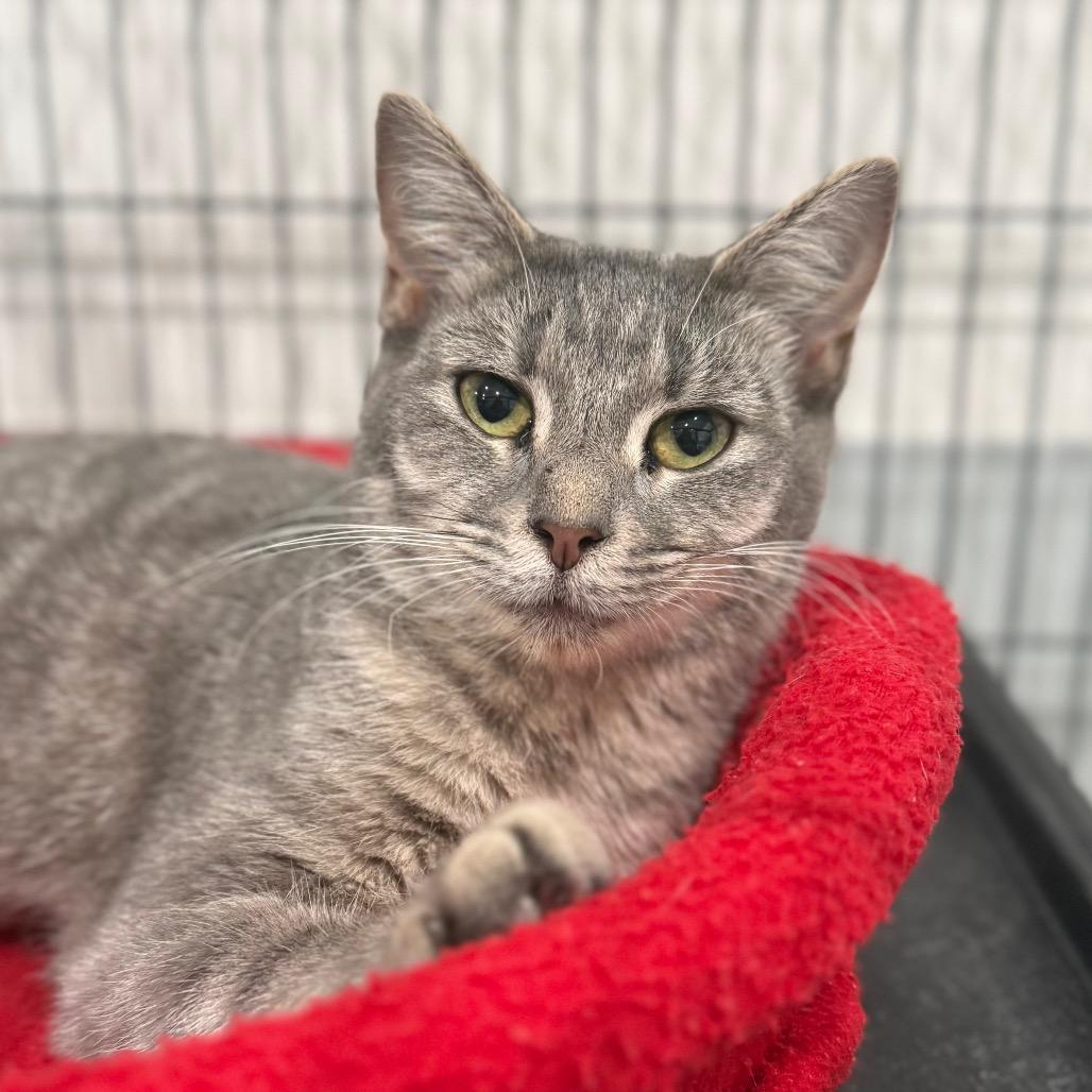 Enlarge Raspy, a Adoptable Domestic Short Hair in Bradenton, FL image 2/2