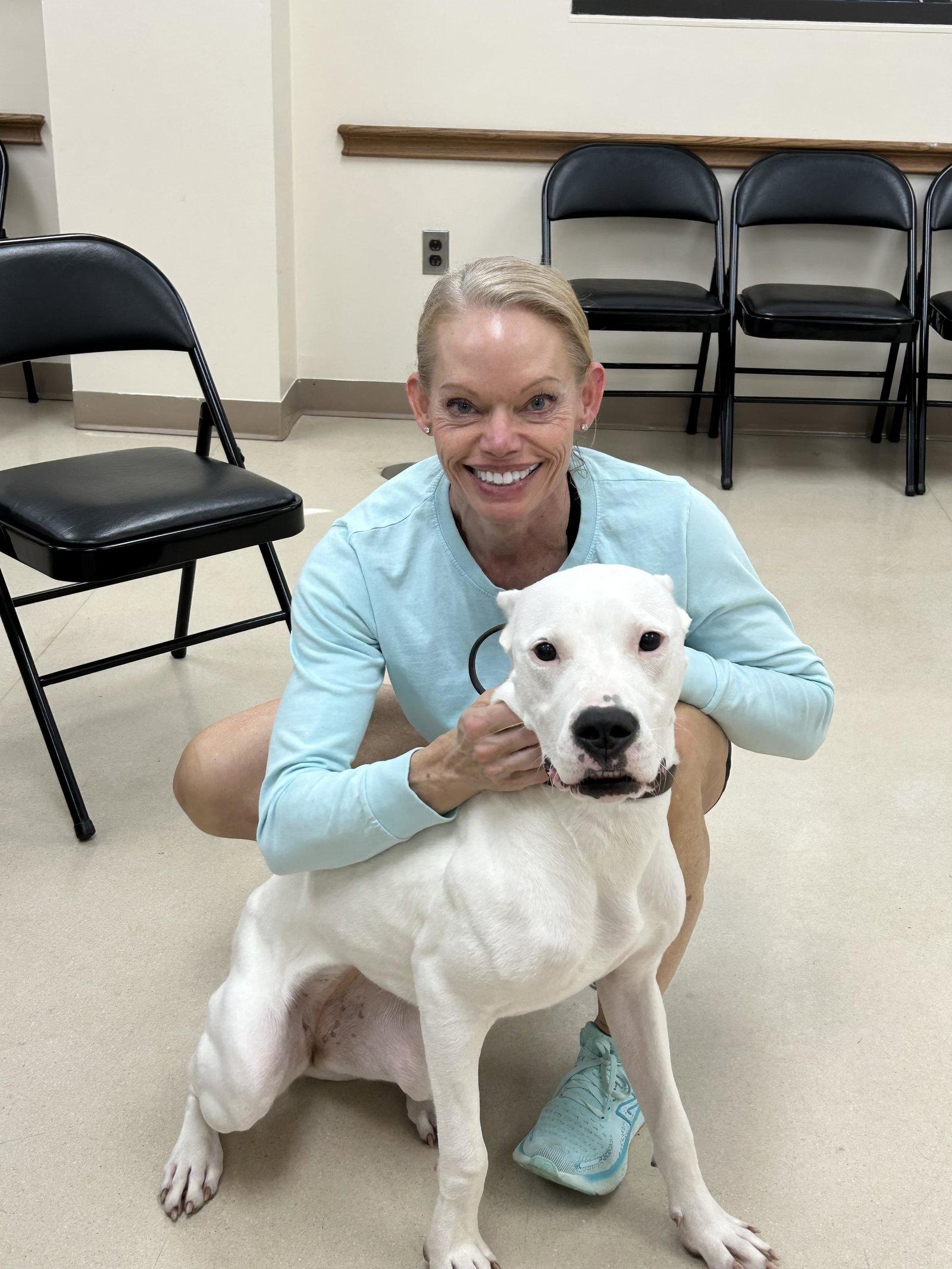 Enlarge Sugar, a Adopted Dogo Argentino in Chambersburg, PA image 1/1