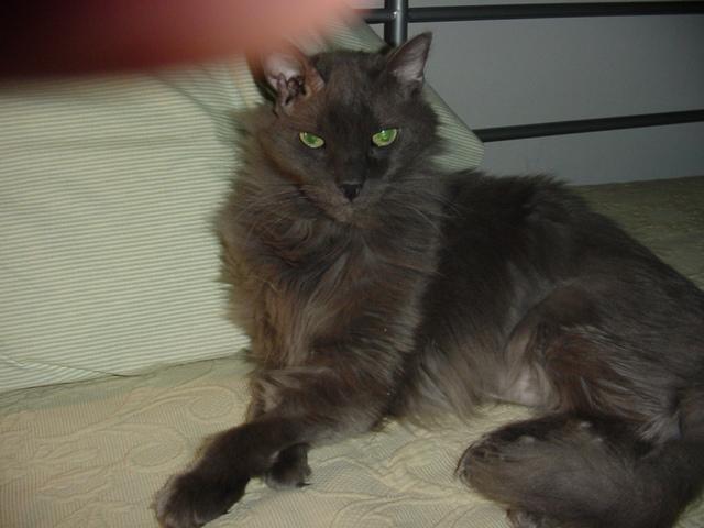 Ashley , ADOPTABLE, Senior Female Domestic Long Hair.