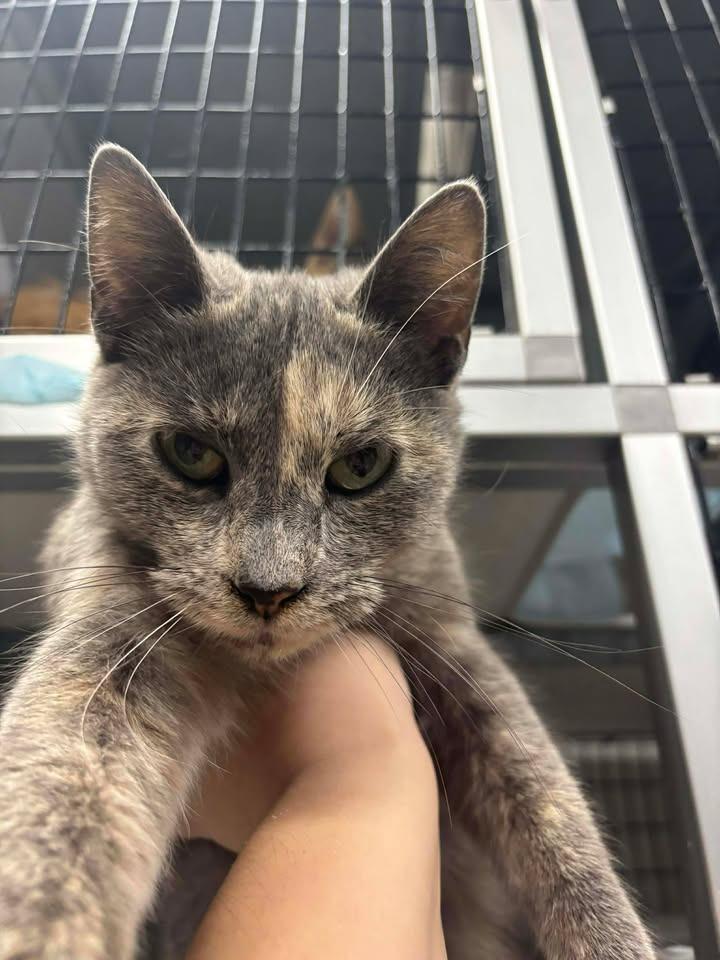 Tottie, Adoptable, Adult Female Domestic Short Hair.