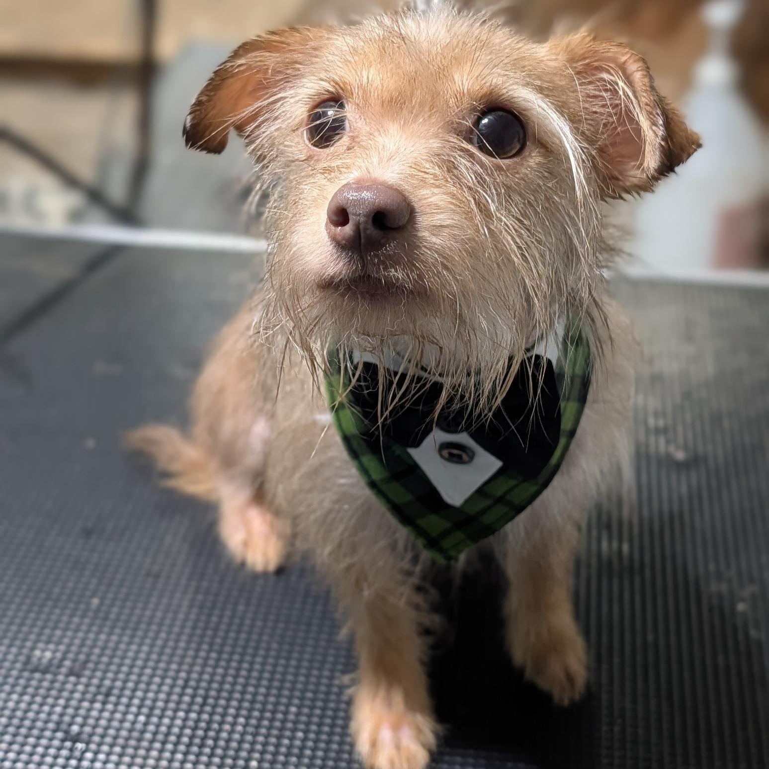Pretzel, an adoptable mixed breed in Alma, MI image 3/4