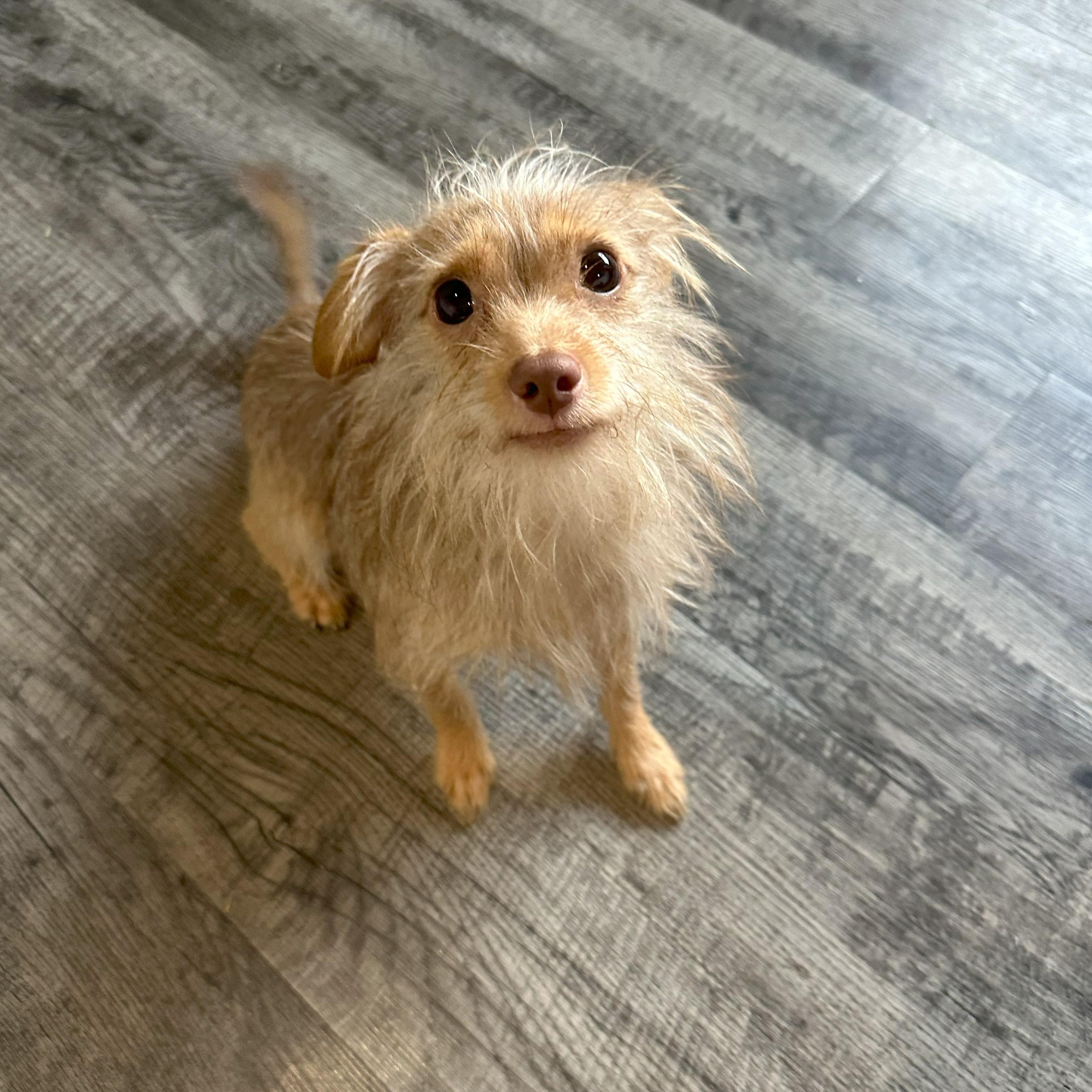 Enlarge Pretzel, a Adoptable mixed breed in Alma, MI image 1/1