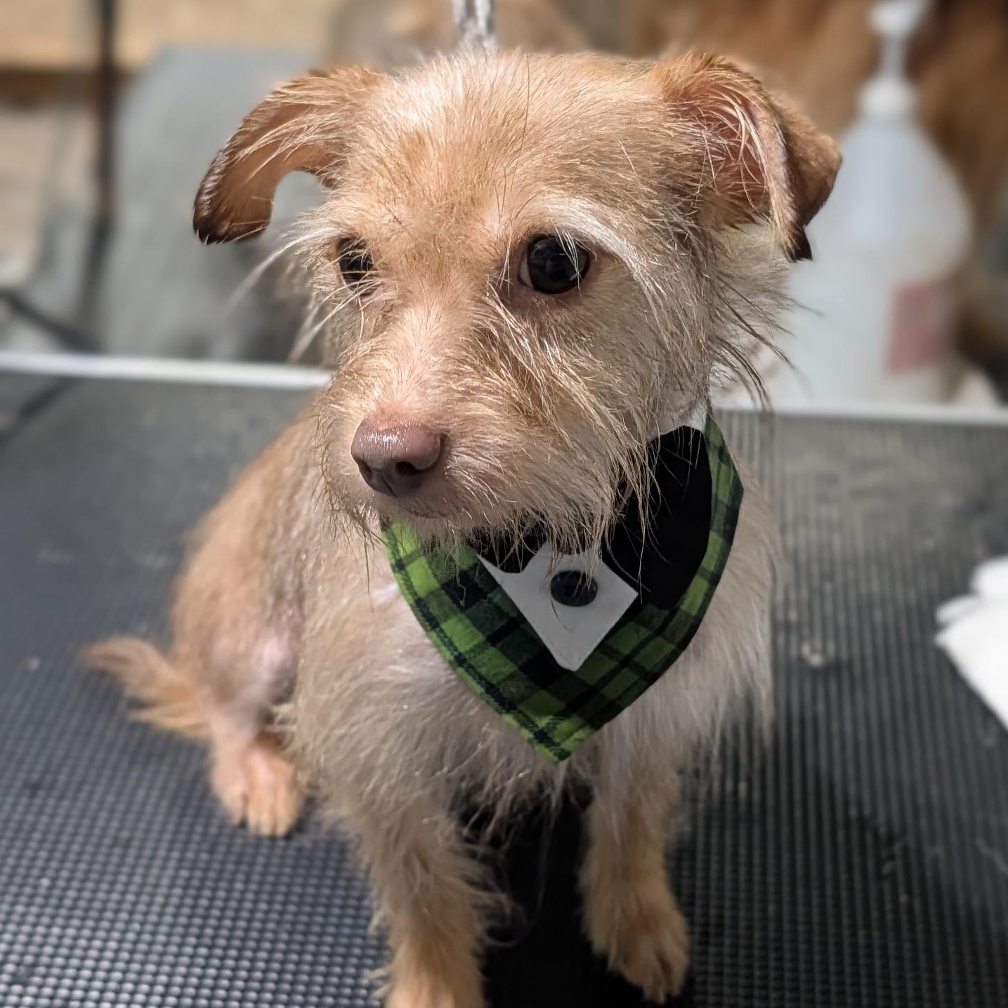 Pretzel, an adoptable mixed breed in Alma, MI image 2/4