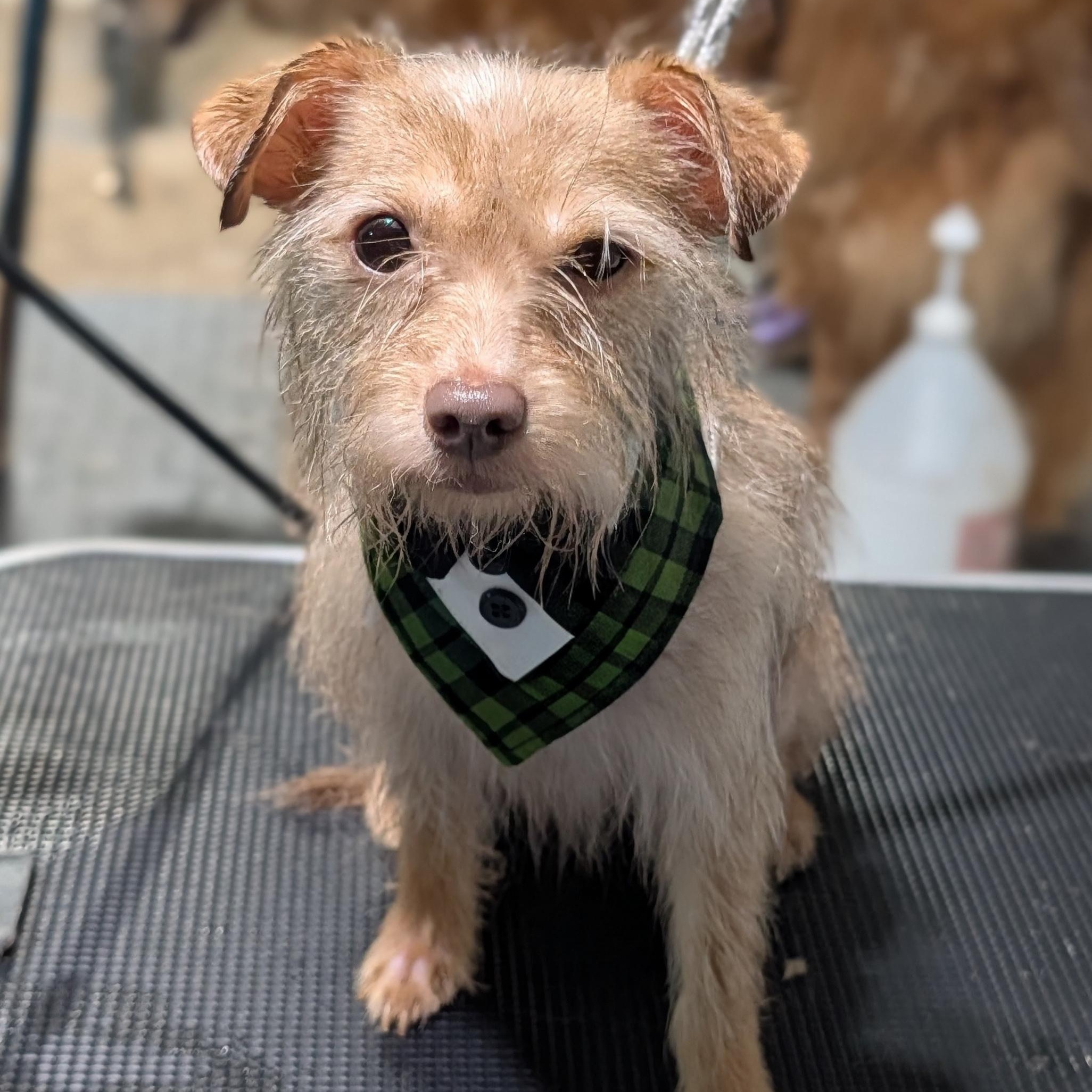 Pretzel, adoptable, Adult Male Yorkshire Terrier.