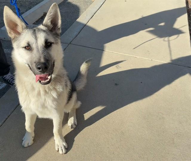 SMOKEY, Adoptable, Young Male German Shepherd Dog.