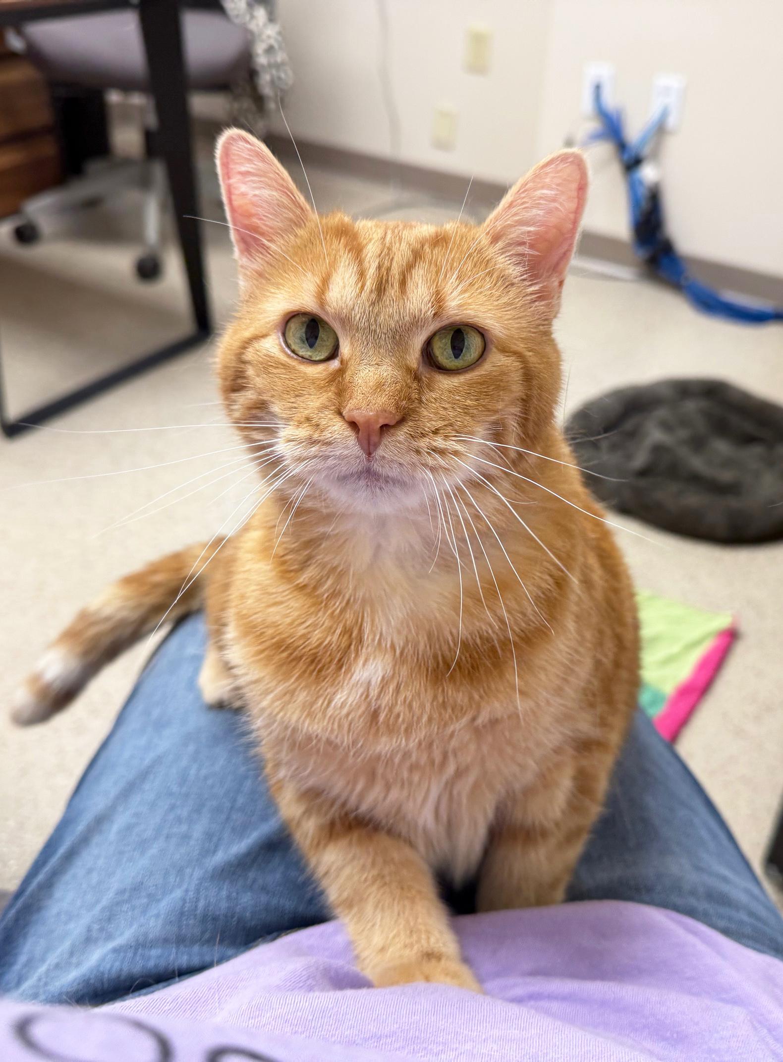 Enlarge Peace - sweet gentle chill senior girl!, a Adoptable Tabby in Oshkosh, WI image 1/6