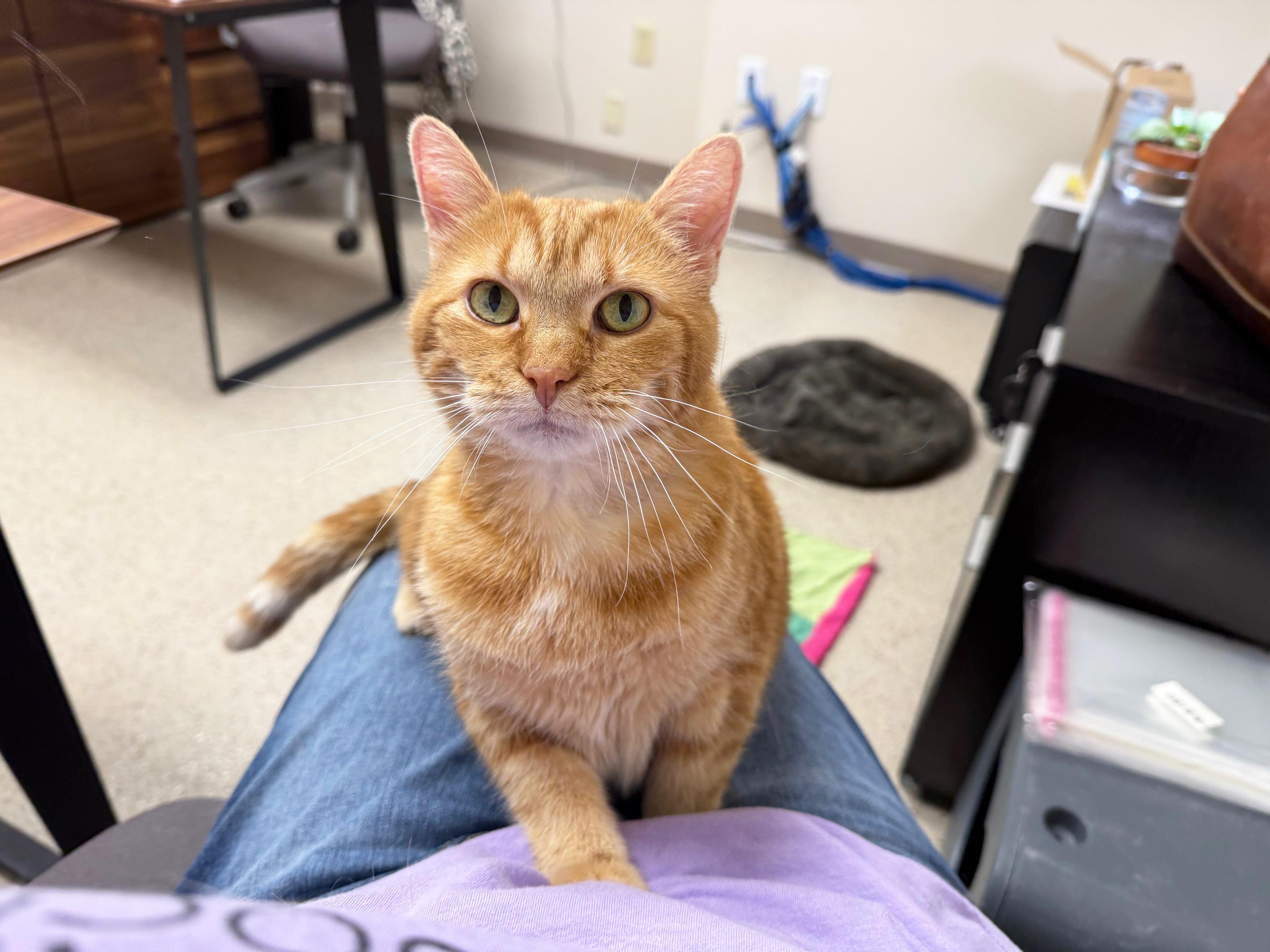 Enlarge Peace - sweet gentle chill senior girl!, a Adoptable Tabby in Oshkosh, WI image 6/6