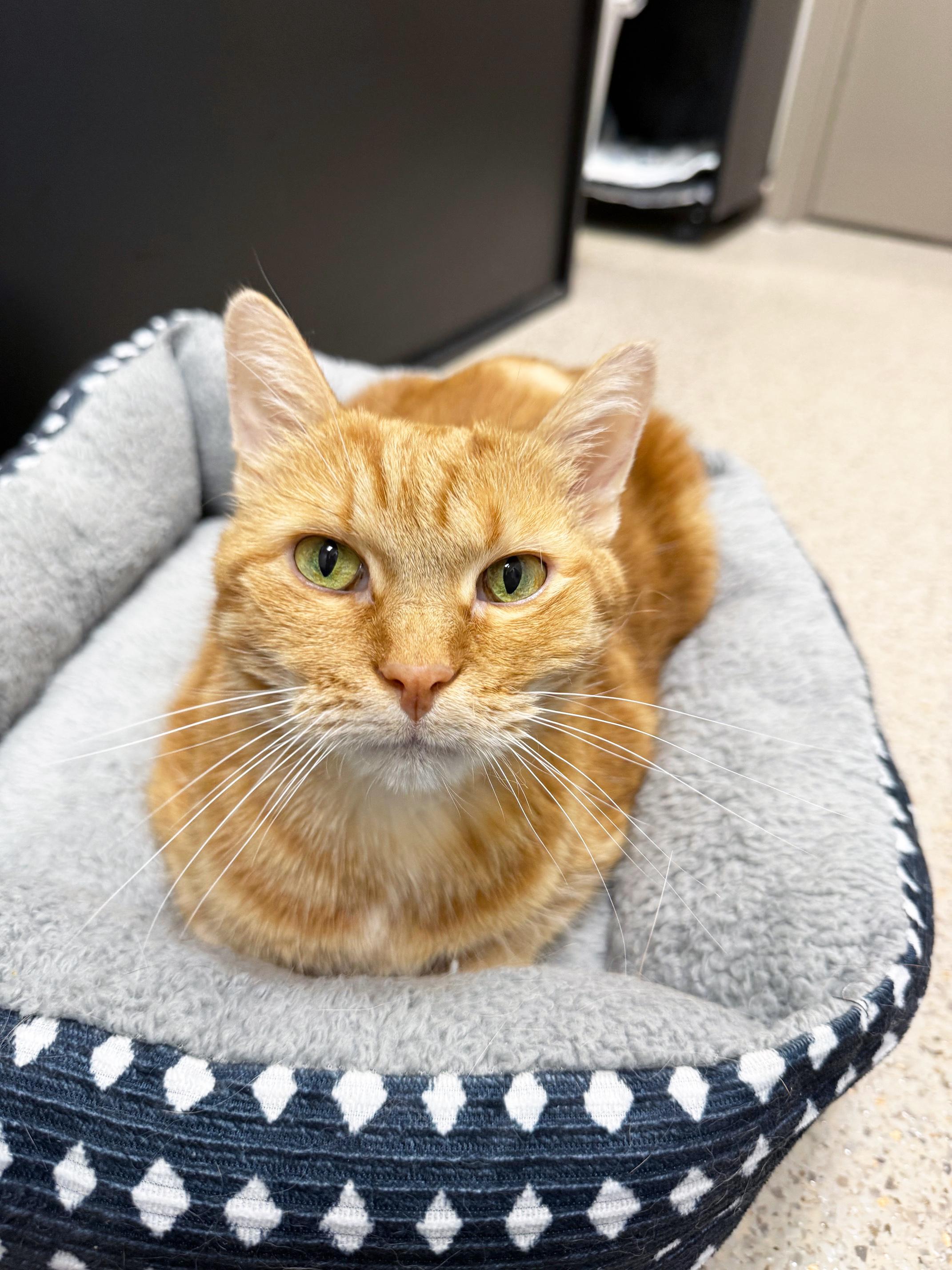 Enlarge Peace - sweet gentle chill senior girl!, a Adoptable Tabby in Oshkosh, WI image 5/6