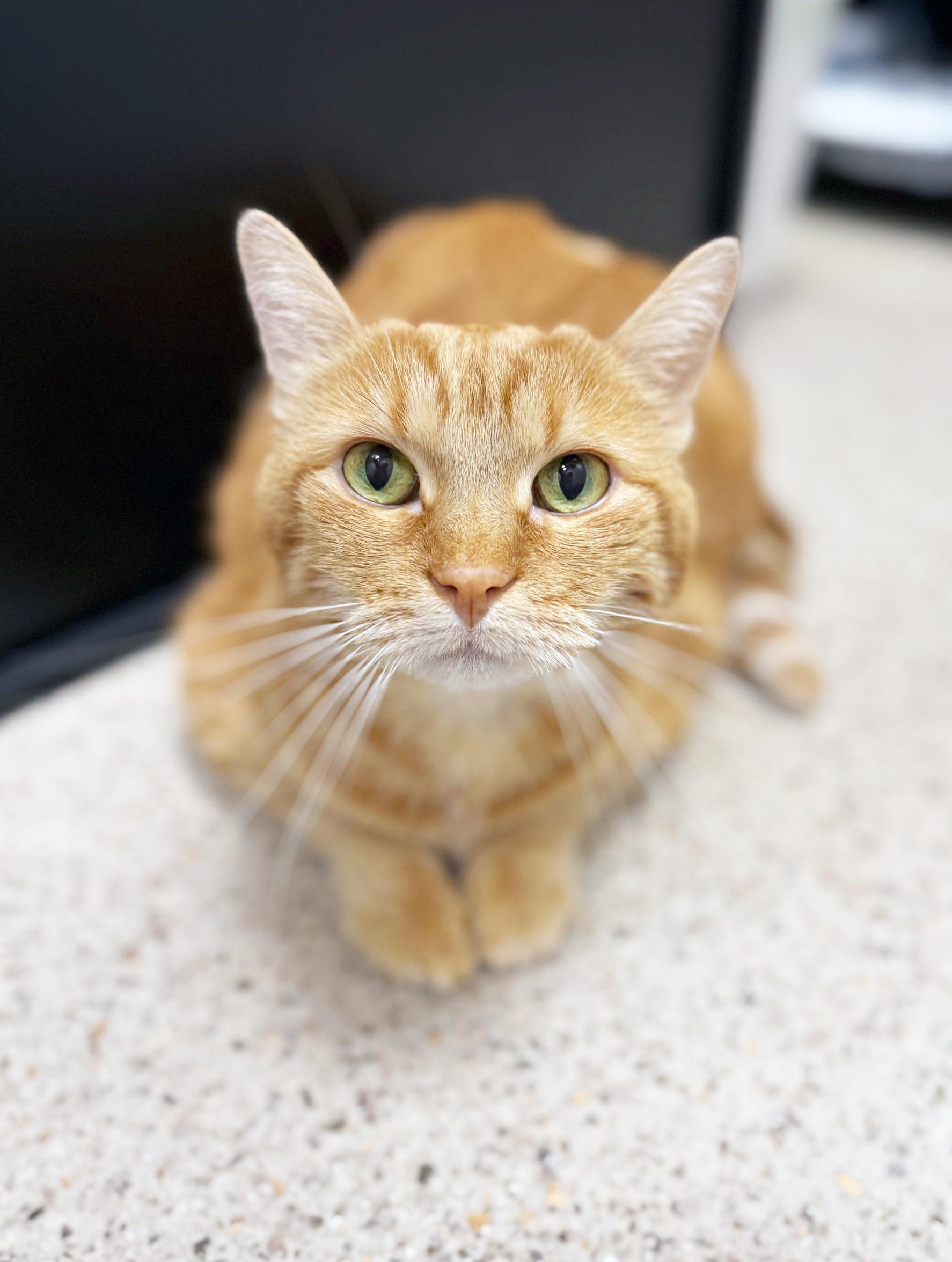 Enlarge Peace - sweet gentle chill senior girl!, a Adoptable Tabby in Oshkosh, WI image 3/6