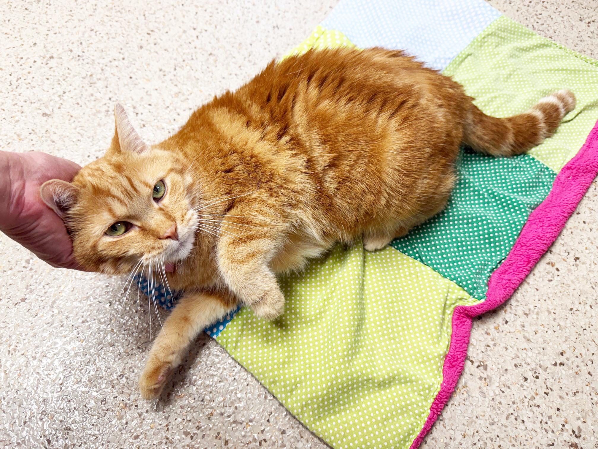 Enlarge Peace - sweet gentle chill senior girl!, a Adoptable Tabby in Oshkosh, WI image 4/6