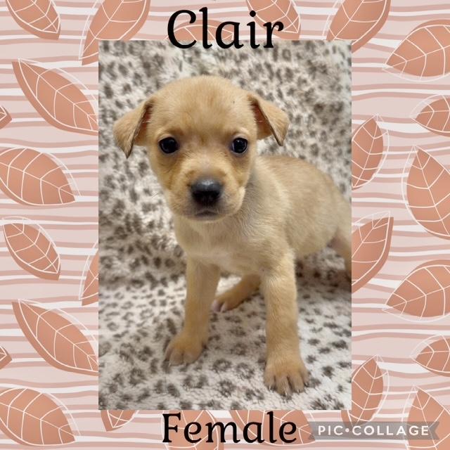 Clair