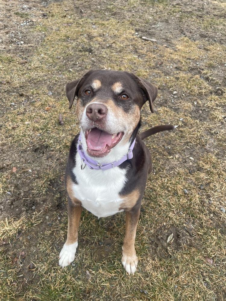 Zoey, Adoptable, Adult Female Hound.