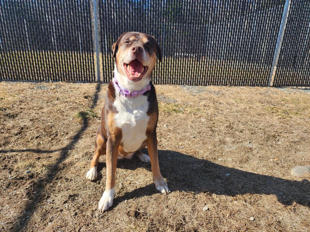 Enlarge Zoey, a Adoptable mixed breed in Trenton, ME image 2/3